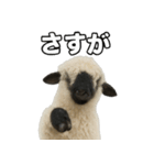 ヴァレーブラックノーズシープ1（個別スタンプ：20）
