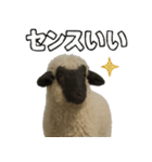 ヴァレーブラックノーズシープ1（個別スタンプ：28）