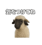 ヴァレーブラックノーズシープ1（個別スタンプ：29）