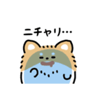 ふさふさチワワ（文字付き）（個別スタンプ：10）