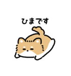 ふさふさチワワ（文字付き）（個別スタンプ：16）