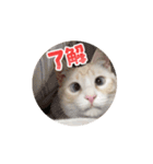 ぱるむとそる（個別スタンプ：3）
