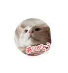 ぱるむとそる（個別スタンプ：7）