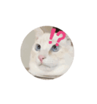 ぱるむとそる（個別スタンプ：12）