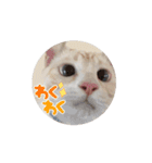 ぱるむとそる（個別スタンプ：15）