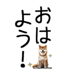 老眼でも見える柴犬スタンプ 2（個別スタンプ：1）