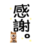 老眼でも見える柴犬スタンプ 2（個別スタンプ：3）