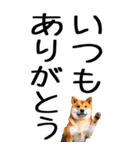老眼でも見える柴犬スタンプ 2（個別スタンプ：4）