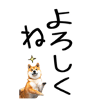 老眼でも見える柴犬スタンプ 2（個別スタンプ：5）