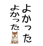 老眼でも見える柴犬スタンプ 2（個別スタンプ：6）