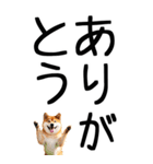 老眼でも見える柴犬スタンプ 2（個別スタンプ：7）