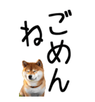 老眼でも見える柴犬スタンプ 2（個別スタンプ：8）