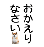 老眼でも見える柴犬スタンプ 2（個別スタンプ：10）