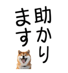 老眼でも見える柴犬スタンプ 2（個別スタンプ：11）