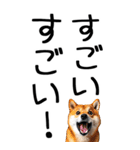 老眼でも見える柴犬スタンプ 2（個別スタンプ：12）