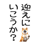 老眼でも見える柴犬スタンプ 2（個別スタンプ：14）