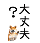老眼でも見える柴犬スタンプ 2（個別スタンプ：17）