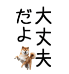 老眼でも見える柴犬スタンプ 2（個別スタンプ：18）