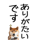 老眼でも見える柴犬スタンプ 2（個別スタンプ：19）