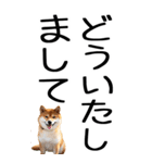 老眼でも見える柴犬スタンプ 2（個別スタンプ：20）
