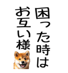 老眼でも見える柴犬スタンプ 2（個別スタンプ：22）