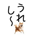 老眼でも見える柴犬スタンプ 2（個別スタンプ：23）