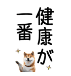 老眼でも見える柴犬スタンプ 2（個別スタンプ：24）