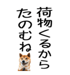 老眼でも見える柴犬スタンプ 2（個別スタンプ：25）