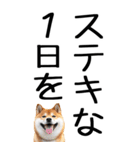 老眼でも見える柴犬スタンプ 2（個別スタンプ：26）
