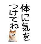 老眼でも見える柴犬スタンプ 2（個別スタンプ：27）