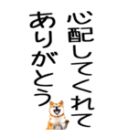 老眼でも見える柴犬スタンプ 2（個別スタンプ：28）