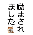 老眼でも見える柴犬スタンプ 2（個別スタンプ：30）