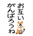 老眼でも見える柴犬スタンプ 2（個別スタンプ：32）