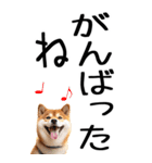 老眼でも見える柴犬スタンプ 2（個別スタンプ：33）