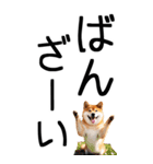 老眼でも見える柴犬スタンプ 2（個別スタンプ：34）