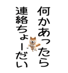 老眼でも見える柴犬スタンプ 2（個別スタンプ：35）