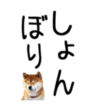 老眼でも見える柴犬スタンプ 2（個別スタンプ：36）