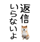 老眼でも見える柴犬スタンプ 2（個別スタンプ：37）