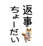 老眼でも見える柴犬スタンプ 2（個別スタンプ：38）