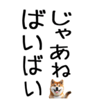 老眼でも見える柴犬スタンプ 2（個別スタンプ：39）