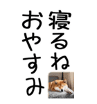 老眼でも見える柴犬スタンプ 2（個別スタンプ：40）