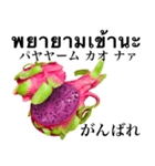 南国のドラゴンフルーツ 【タイ語】（個別スタンプ：8）