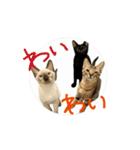 お酒とネコ好きな日常会話60（個別スタンプ：6）