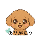 トイプードルの使いやすい日常会話スタンプ（個別スタンプ：1）