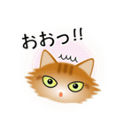 色々な猫11-3 長毛-立ち耳-茶トラ（個別スタンプ：10）