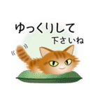 色々な猫11-3 長毛-立ち耳-茶トラ（個別スタンプ：12）