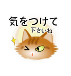 色々な猫11-3 長毛-立ち耳-茶トラ（個別スタンプ：14）