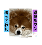 ドリーちゃん＆ウナくん（個別スタンプ：28）