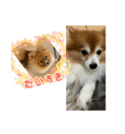 ドリーちゃん＆ウナくん（個別スタンプ：33）