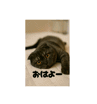 大人な猫の日常（個別スタンプ：1）